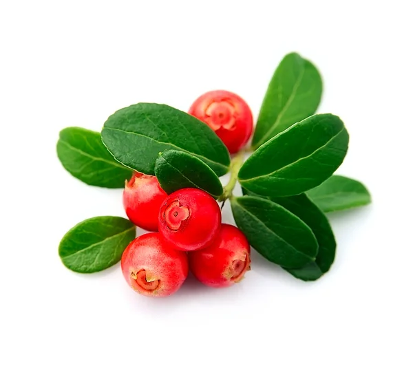 Cranberries — Stock Photo, Image