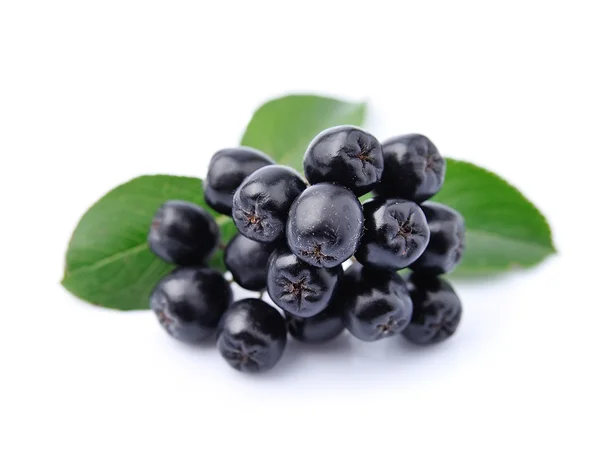 Chokeberry close-up. — Stockfoto