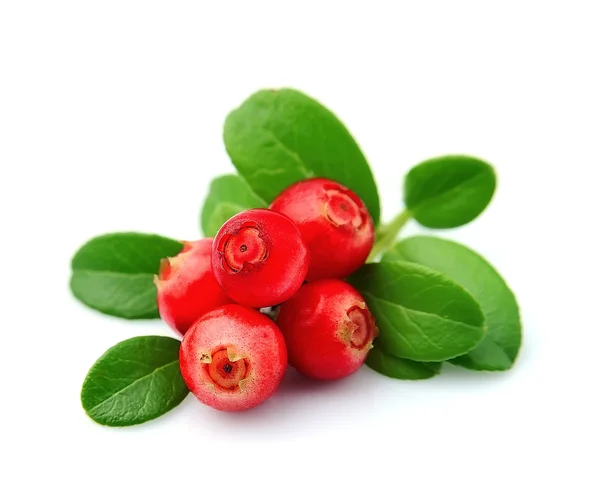 Cranberries with leaaves — Stock Photo, Image