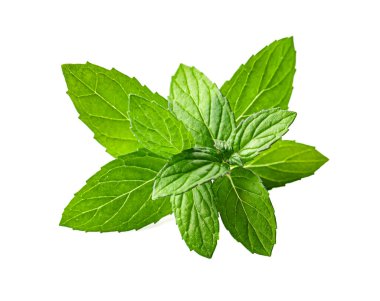 Beyaz arka planda taze nane yaprakları.