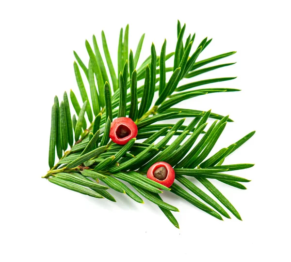 Branch Fir Tree Red Berries White Backgrounds Taxus Baccata — Stock Photo, Image