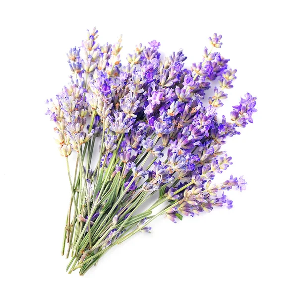 Beyaz arka planda lavanta çiçekleri