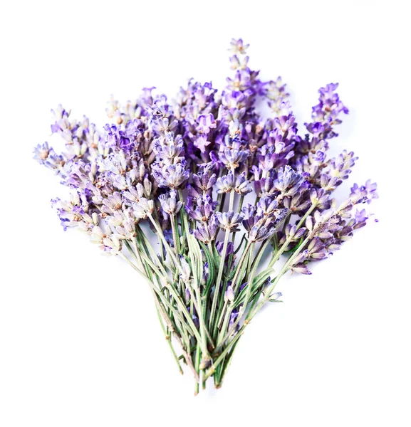 Fiori Lavanda Sfondo Bianco — Foto Stock