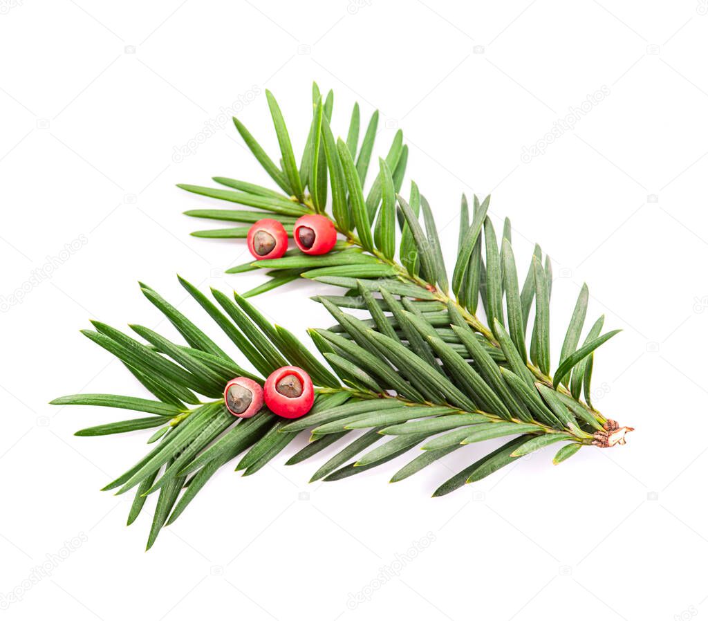 Branch of fir tree on white backgrounds. Taxus baccata.