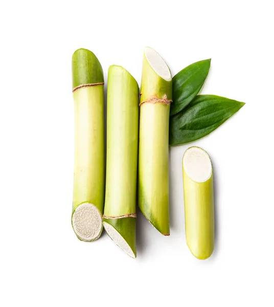 Bamboo Plant White Backgrounds — Stock Fotó