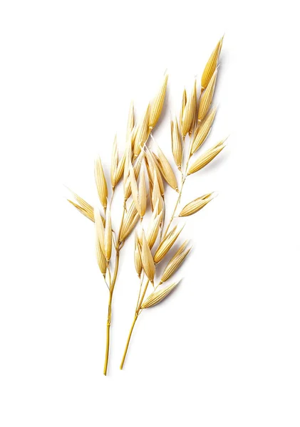 Oat Spike White Backgrounds — Stock Fotó