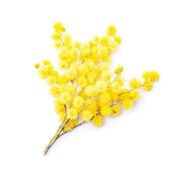 Mimosa Blommor Vit Bakgrund Blomväxter — Stockfoto