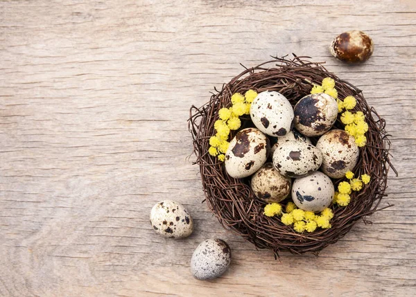 Wachteleier Nest Mit Mimosenblume Auf Hölzernem Hintergrund Frohe Ostern Stockfoto