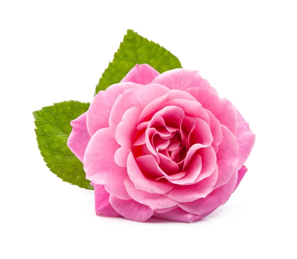 Einzelne Rosa Rose Auf Weißem Hintergrund Stockfoto