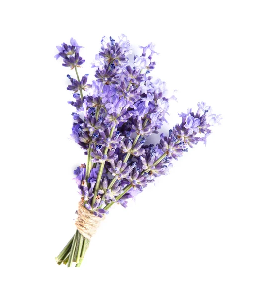 Lavender Flower White Backgrounds — Stock Photo, Image