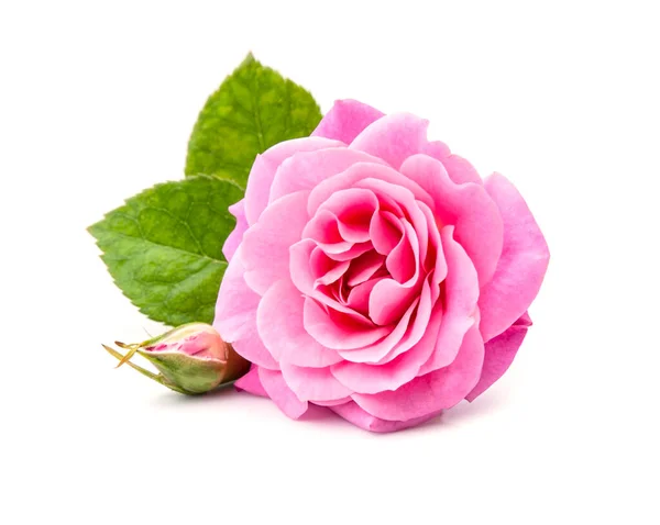 Różowa Róża Liśćmi Białym Tle — Zdjęcie stockowe