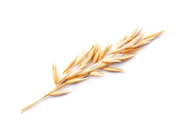 Hafer Getreide Isoliert Auf Weißem Hintergrund Stockbild