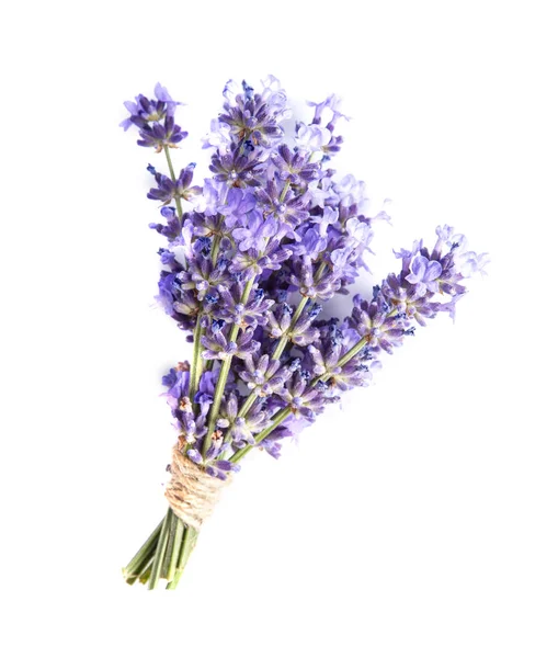 Lavendel Blume Auf Weißem Hintergrund Stockfoto