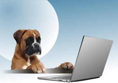 Bilgisayarın önünde oturan köpek boksörü. 3d vektör illüstrasyonu
