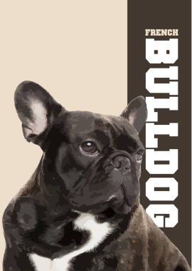 Frensh Bulldog 'un yakın çekimi. 3d vektör poster illüstrasyonu