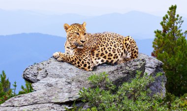 leopard in wildness area clipart