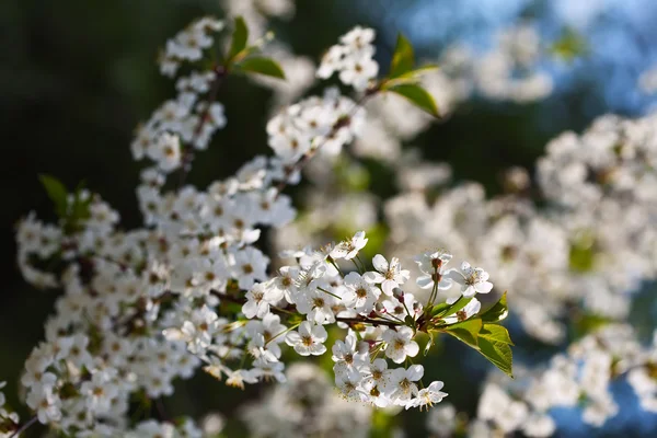 Cherry tree branch in spring — Stock Photo, Image