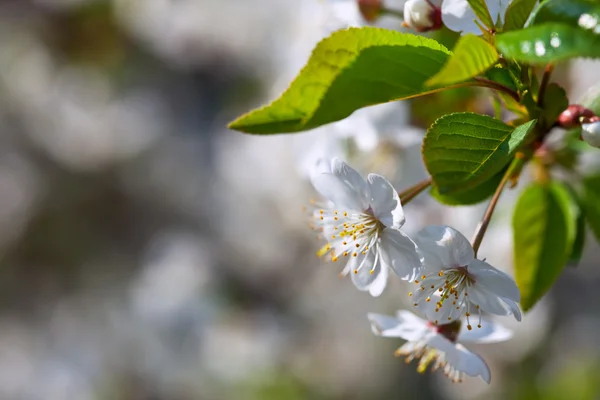 Cherry tree branch — Stock Photo, Image