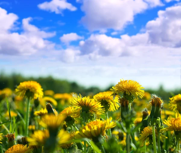 Close up of dandelion meadow — Stock Photo, Image