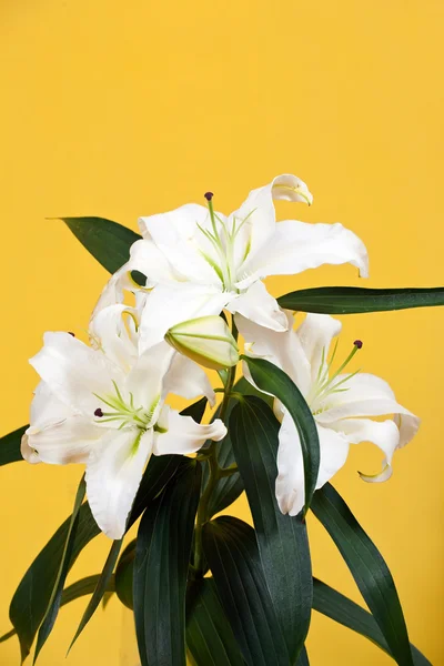 Lily on yellow — Stock Photo, Image