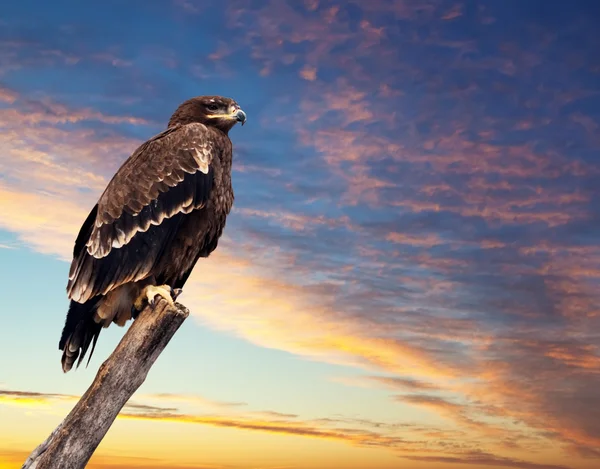 Adler gegen den Abendhimmel — Stockfoto