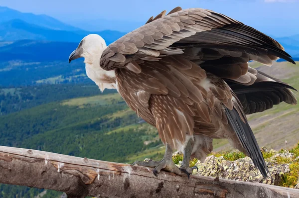 Abutre Griffon contra montanhas — Fotografia de Stock