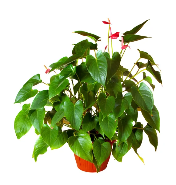 Anthurium en pot. Isolé sur blanc — Photo