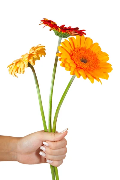 Drie daisy bloemen in de hand. geïsoleerd over Wit — Stockfoto