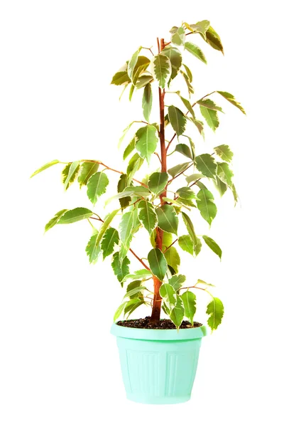 Ficus benjamina v hrnci. izolované na bílém — Stock fotografie