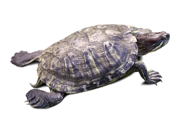Żółw ozdobny. na białym tle nad białym — Zdjęcie stockowe