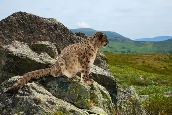 Kayalık üzerinde kar leoparı — Stok fotoğraf