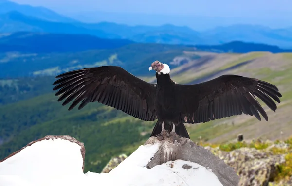 Andean condor in wildness area — Stock Photo, Image