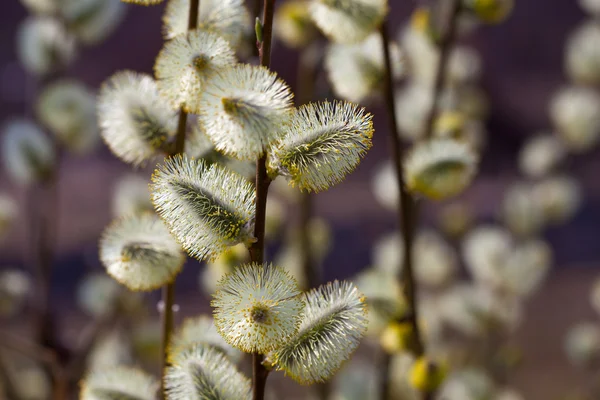 Willow branches with buds — Stock Photo, Image