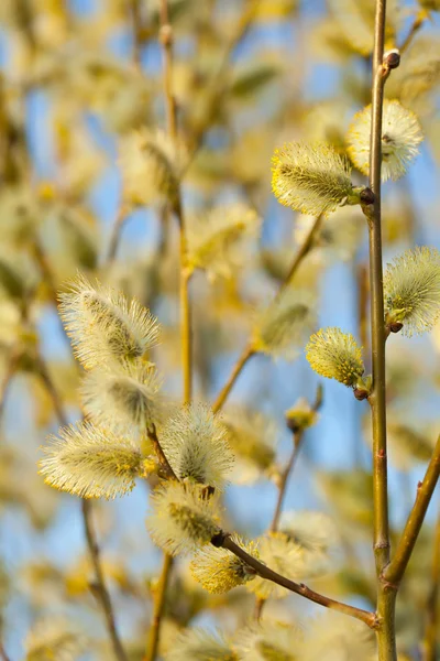 Frühling Weiden Hintergrund — Stockfoto