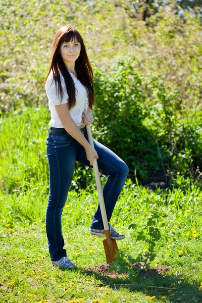 Mulher plantando arbustos — Fotografia de Stock