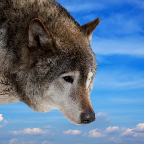 狼的天空的头 免版税图库照片