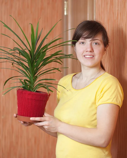 Dívka s dracaena v hrnci — Stock fotografie