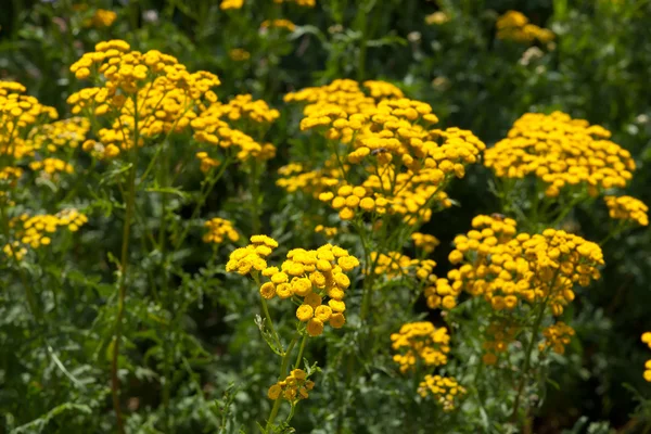 Planta de Tansy — Fotografia de Stock