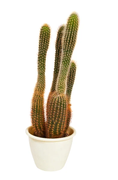 Cactus en maceta. Aislado sobre blanco — Foto de Stock