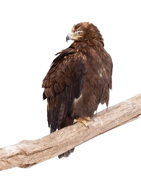 Tawny Eagle. Eristetty yli valkoinen — kuvapankkivalokuva