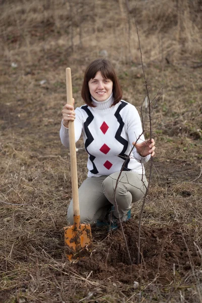 Vrouwelijke tuinman aanplant boom — Stockfoto