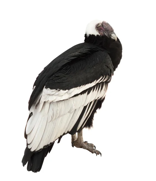 Andean condor. Isolated over white — Stock Photo, Image