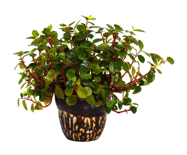 Peperomia in pot. Isolated on white — Stock Photo, Image