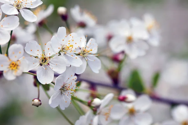 Blooms tree branch in blur background — Stock Photo, Image