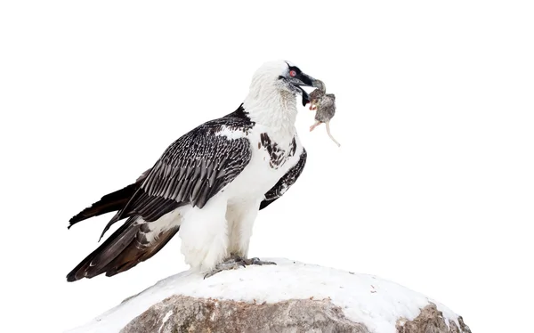 Griffon vulture. Isolated over white — Stock Photo, Image