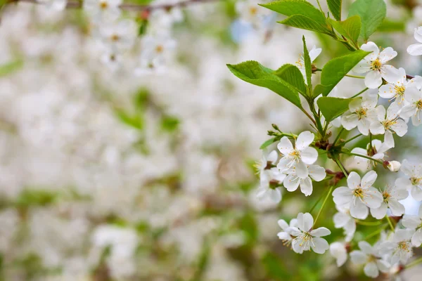 Blooms tree branch with copyspace — Stock Photo, Image