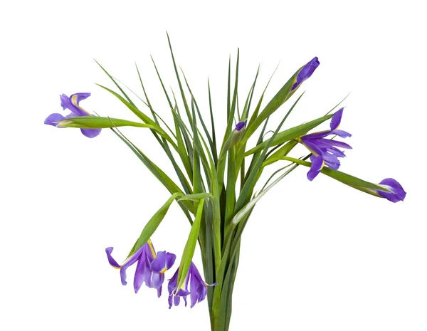 Bouquet of iris. Isolated on white — Stock Photo, Image