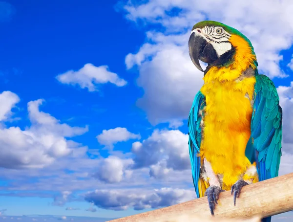 Macaw against sky — Stock Photo, Image