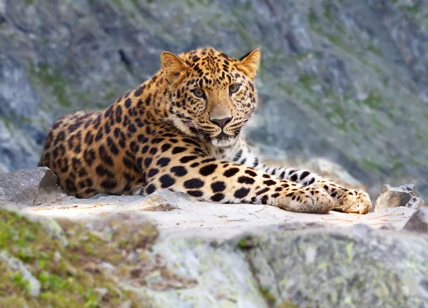 Leopardo sulla roccia — Foto Stock