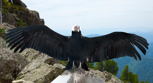 野生のアンデスのコンドル — ストック写真